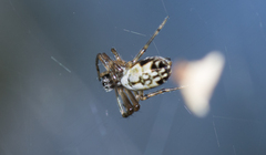 Trichonephila edulis