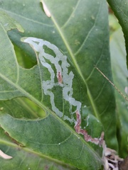 Phyllocnistis citrella