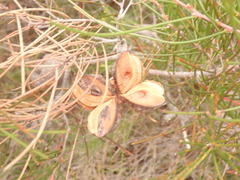 Hakea actites