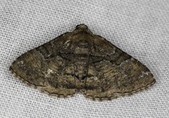 Aporoctena