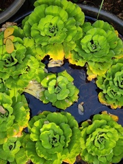 Pistia