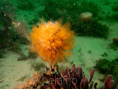 Halopteris campanula