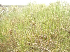 Hakea actites