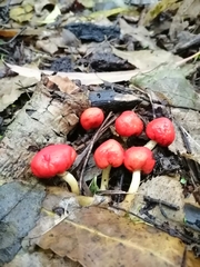 Leratiomyces erythrocephalus