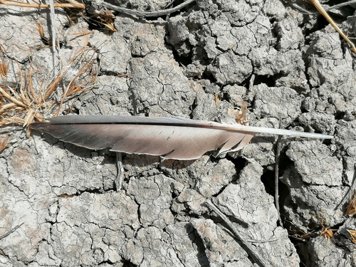 Plume de Ganga cata