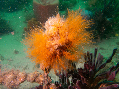 Halopteris campanula
