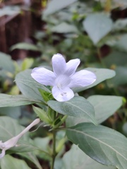 Barleria