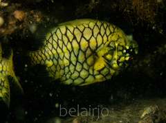 Cleidopus gloriamaris