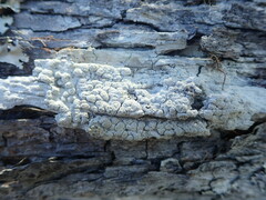 Pertusaria sorodes