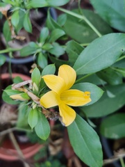 Barleria prionitis