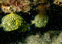 Cleidopus gloriamaris