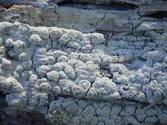 Pertusaria sorodes
