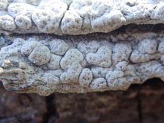 Pertusaria sorodes
