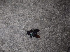 Xylocopa latipes