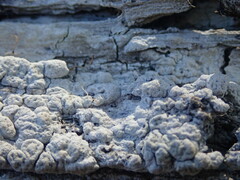 Pertusaria sorodes