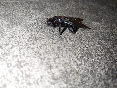 Xylocopa latipes