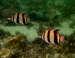 Chelmonops truncatus