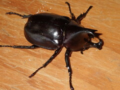 Xylotrupes australicus