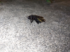 Xylocopa latipes