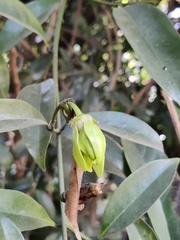 Artabotrys hexapetalus