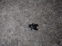 Xylocopa latipes