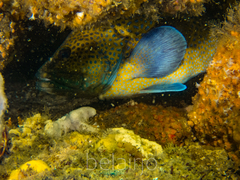 Acanthistius ocellatus