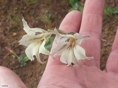 Gladiolus recurvus