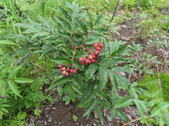 Sorbus sambucifolia
