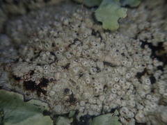 Pertusaria lavata