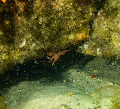 Rhynchocinetes serratus