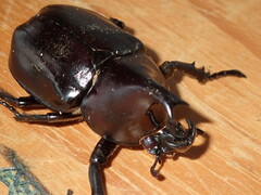 Xylotrupes australicus