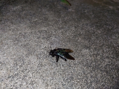 Xylocopa latipes