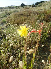 Oenothera stricta