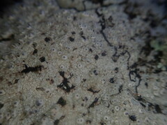 Pertusaria lavata