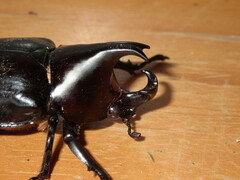 Xylotrupes australicus