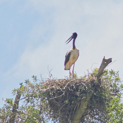 Ephippiorhynchus asiaticus