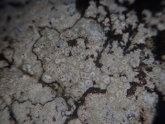 Pertusaria lavata