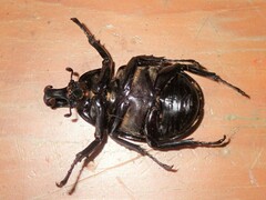 Xylotrupes australicus