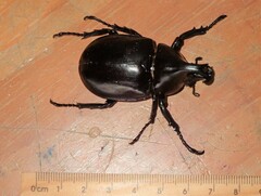 Xylotrupes australicus