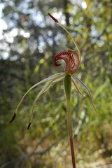 Caladenia lowanensis