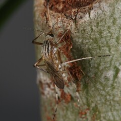 Aedes vittiger