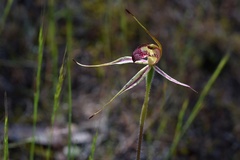 Caladenia lowanensis