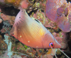 Bodianus dictynna