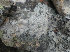Pertusaria subverrucosa
