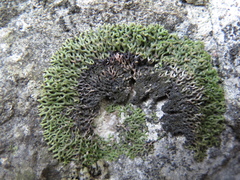 Speerschneidera euploca