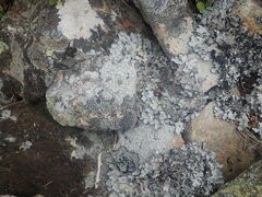 Pertusaria subverrucosa