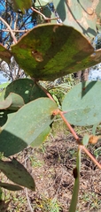 Eucalyptus nortonii