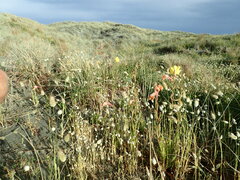 Oenothera stricta