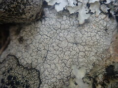 Pertusaria subverrucosa