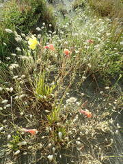 Oenothera stricta